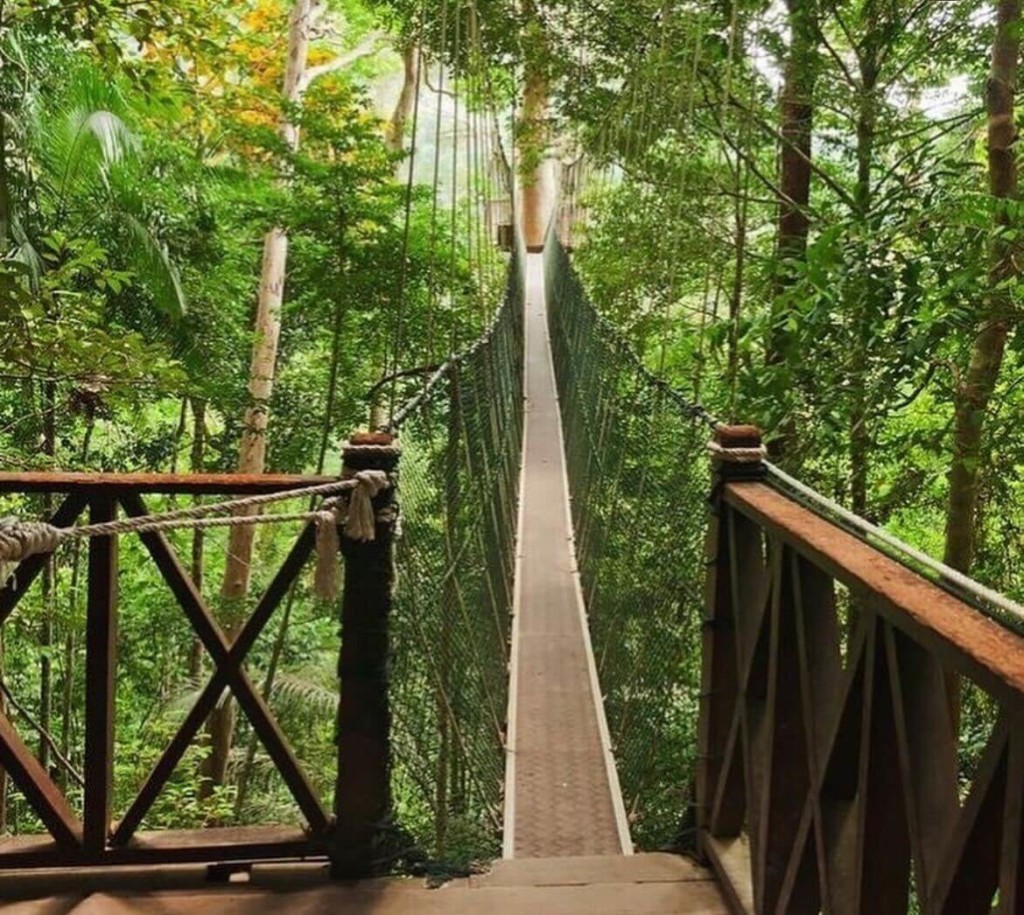 canopy walk taman negara malaisie